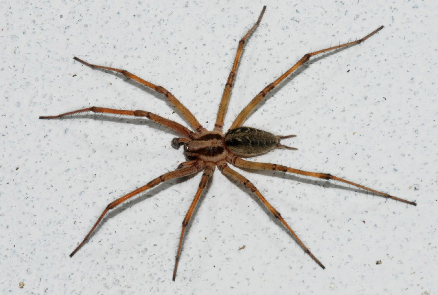 Agelena sp.
